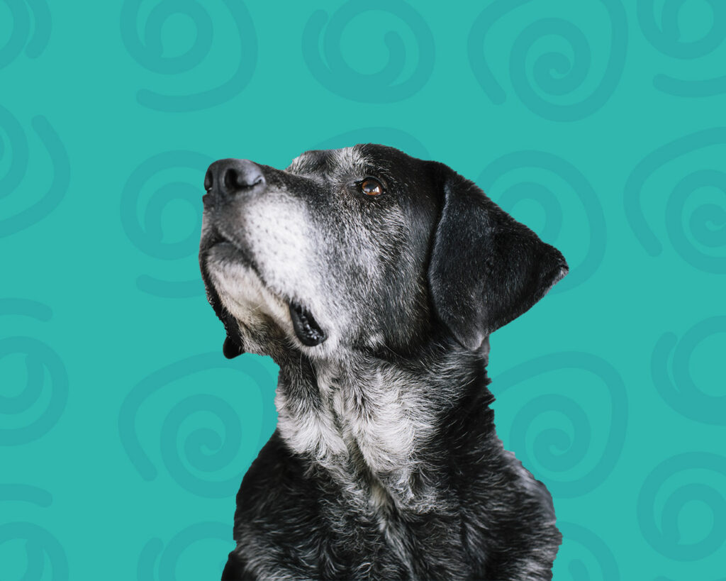 Pet sitting para cães ao domicílio na Amadora