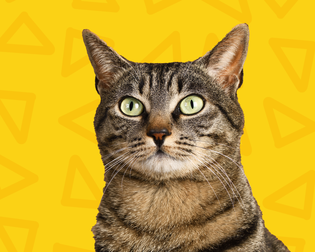 Pet sitting para gatos ao domicílio na Amadora