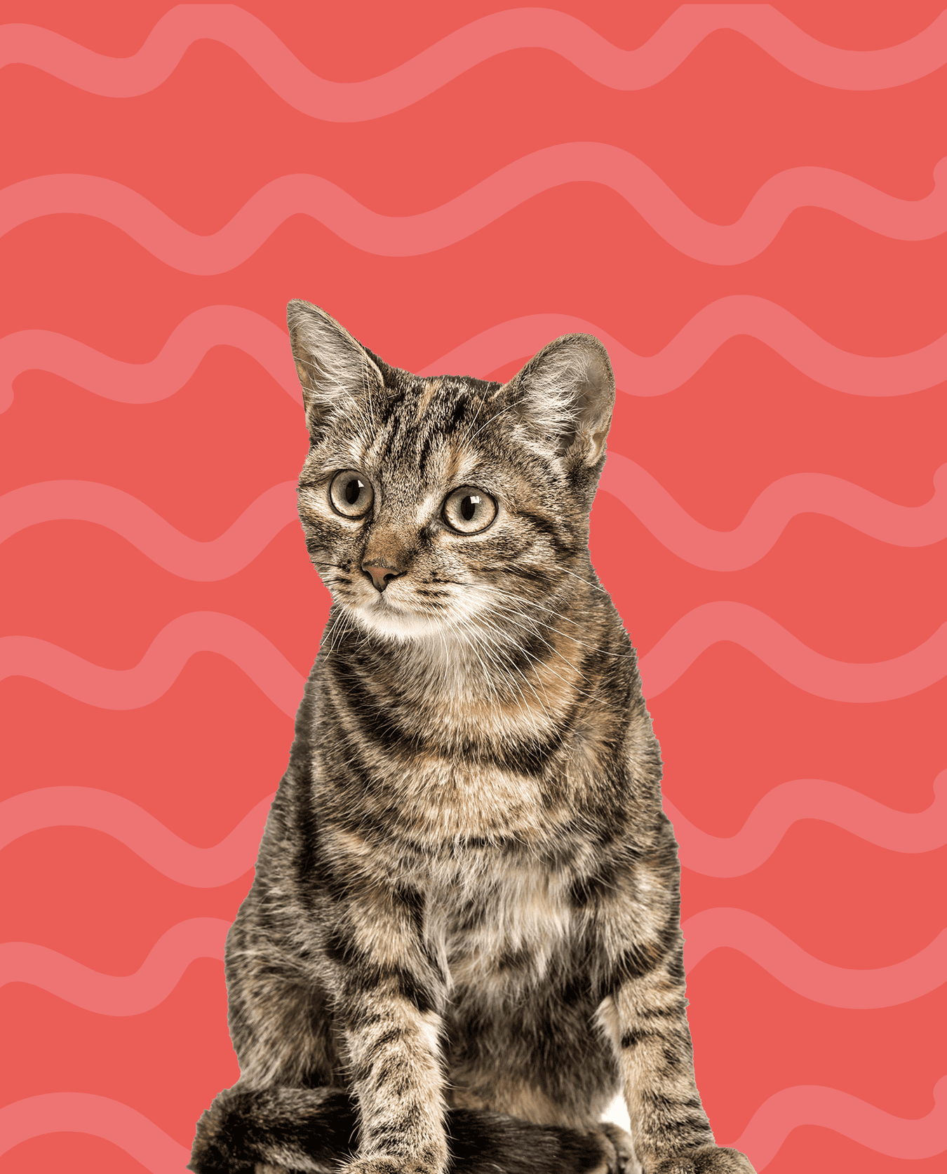 petsitting gatos Amadora visita curta alimentação e companhia