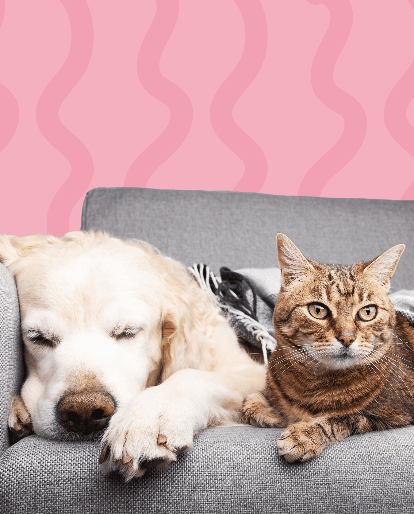 higiene de cães e gatos doentes ou idosos ao domicílio Amadora