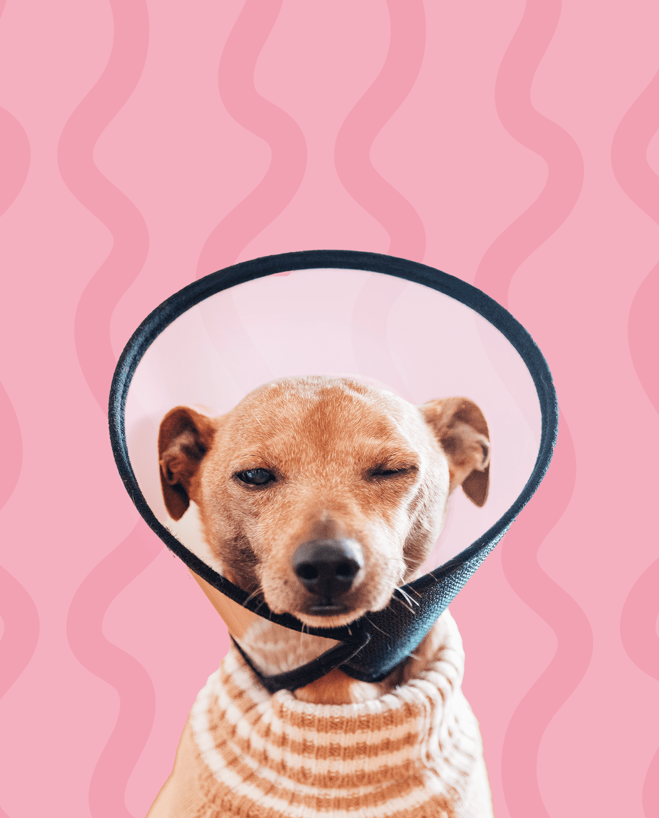 banho higiénico para cães idosos ou debilitados ao domicílio Amadora