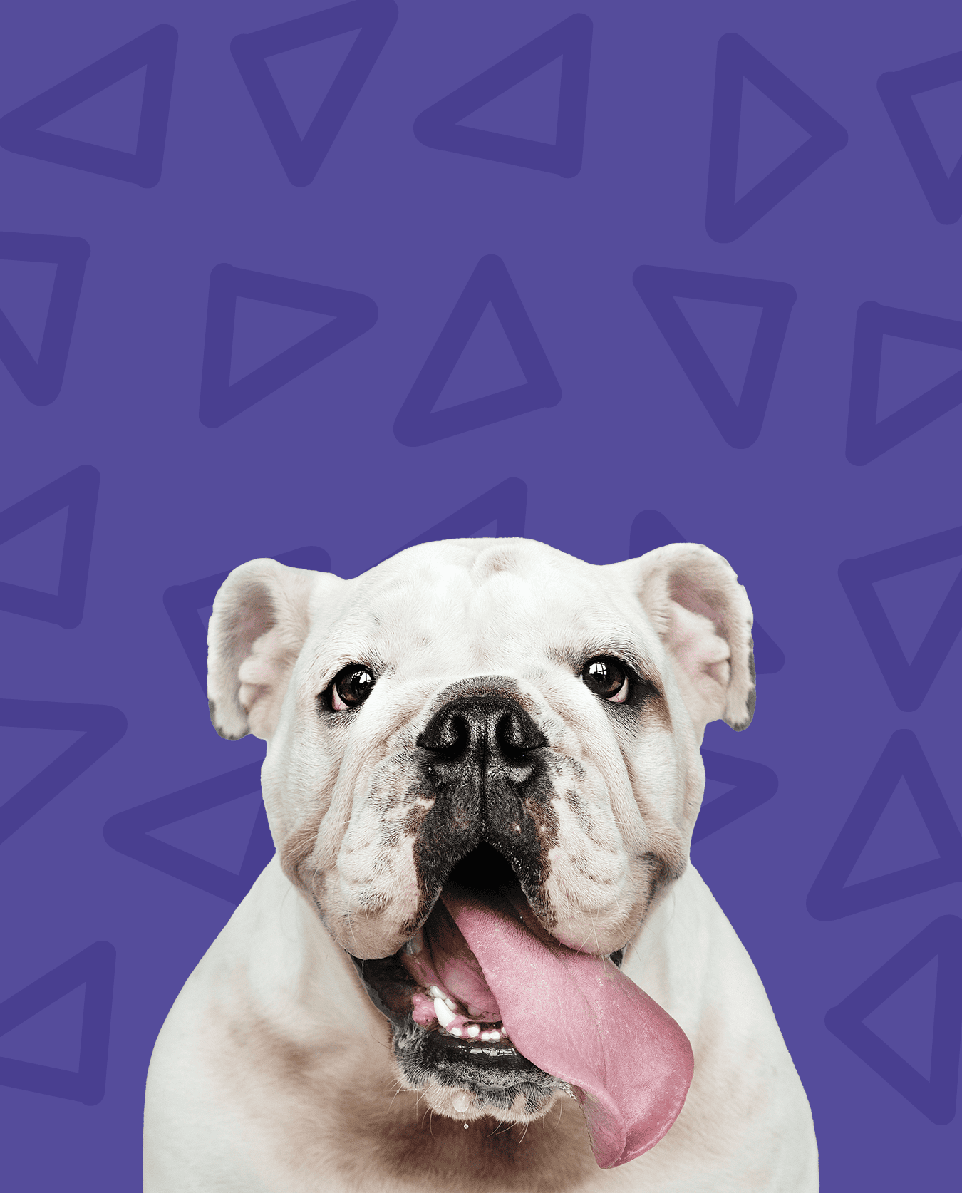Ideal para cães que ficam sozinhos durante algumas horas e apenas precisam de sair para fazer necessidades, esticar as pernas e manter a rotina diária. Uma presença rápida mas atenta, garantindo conforto e tranquilidade até ao regresso da família.