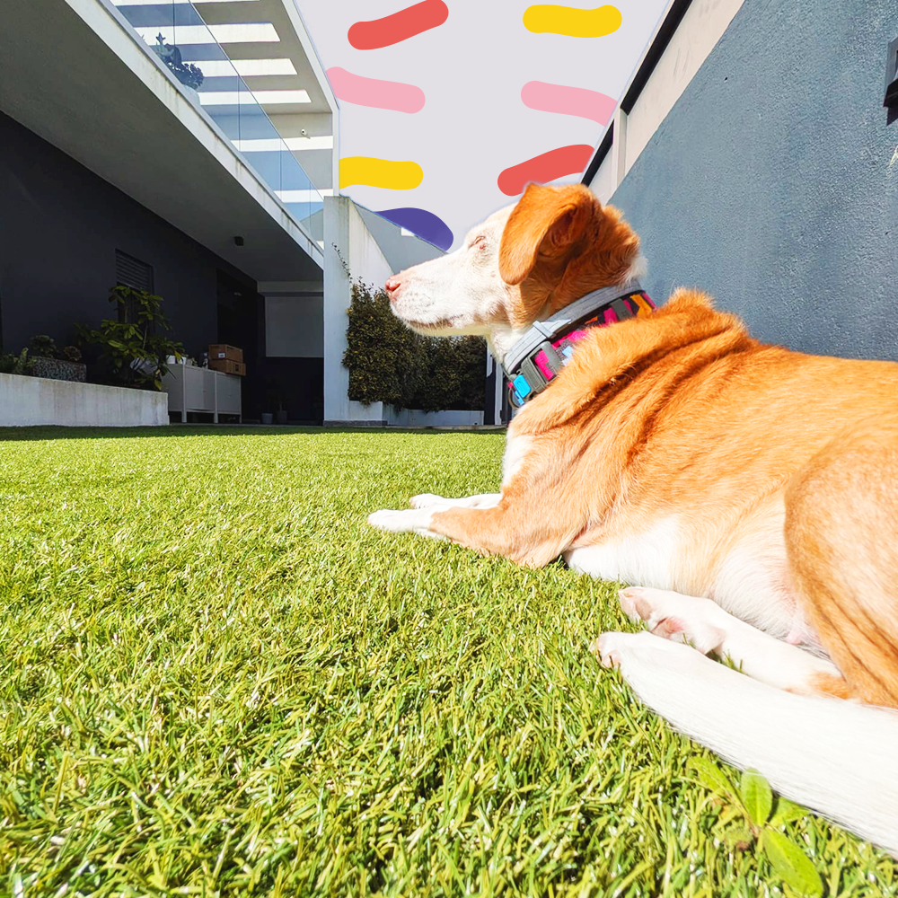 jardim privado para cães com supervisão na Amadora