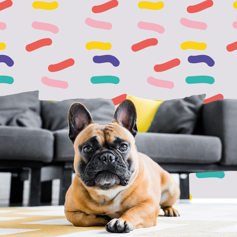 hotel familiar para cães em ambiente doméstico na Amadora