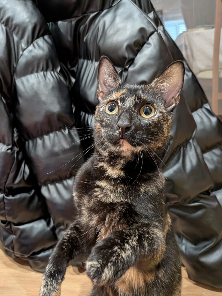 gata ao cuidado durante visita premium de pet sitting na Amadora