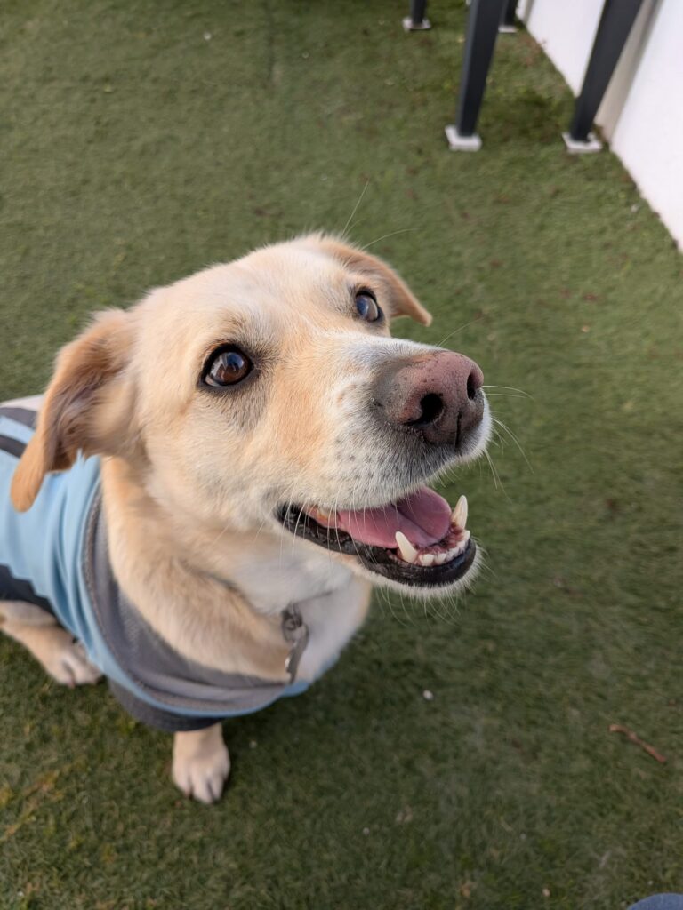 Testemunhos reais de clientes de pet sitting na Amadora que confiaram os seus gatos, cães e coelhos aos nossos cuidados, com comunicação diária e acompanhamento personalizado.