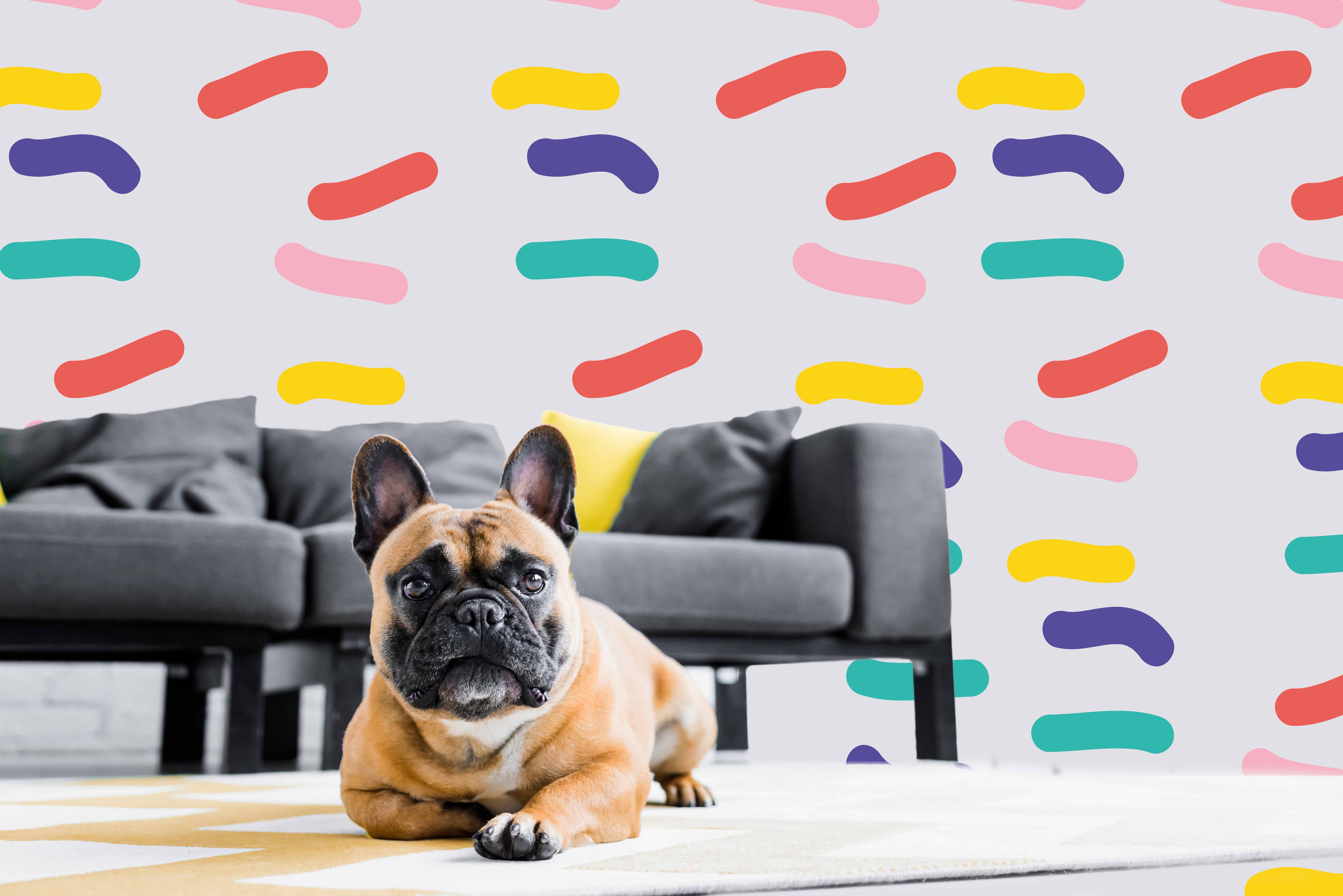 Cão relaxado num ambiente familiar dentro de casa