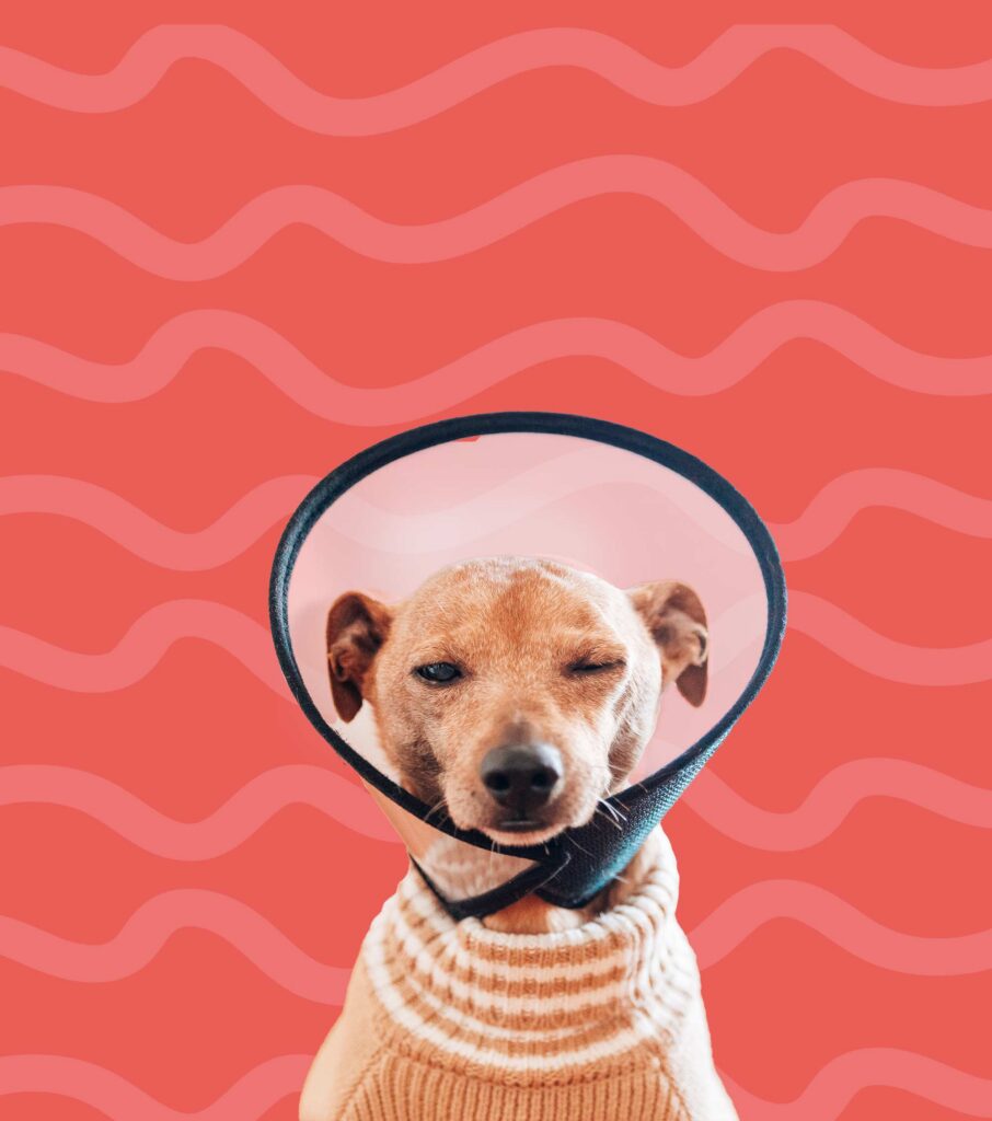 cão em recuperação a receber cuidados de pet sitting na amadora