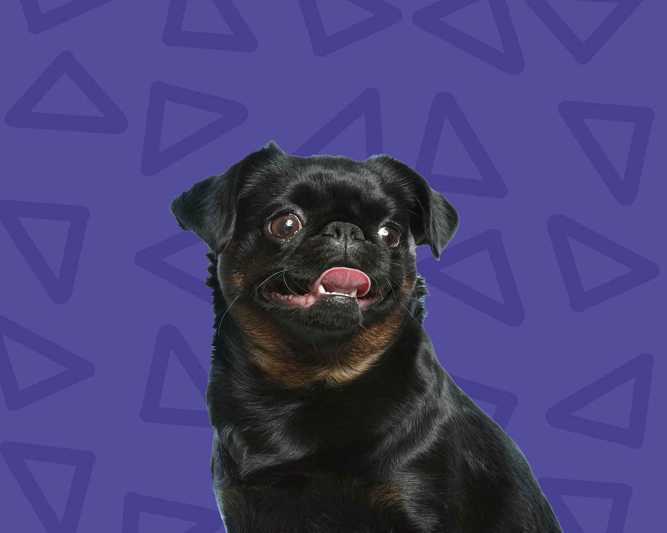 Cão pequeno durante passeio individual com pet sitter