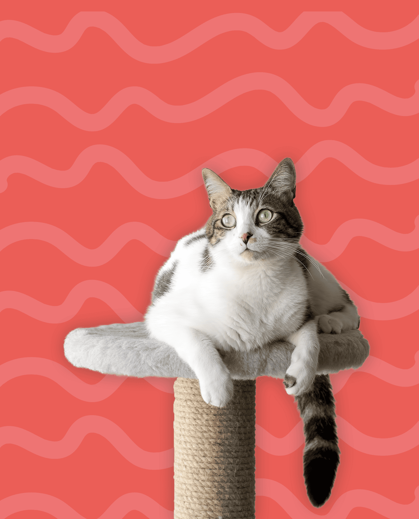 petsitter gatos Amadora visita longa brincadeira e atenção