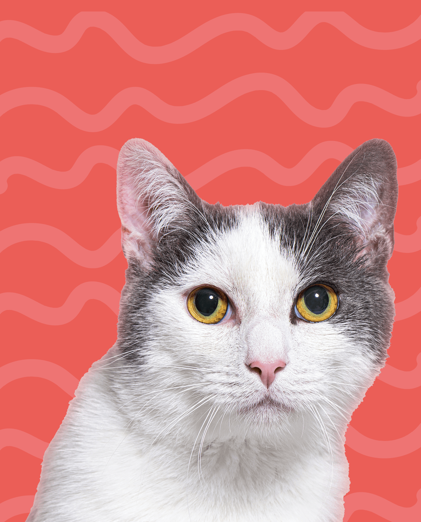 serviços extra gatos Amadora corte unhas escovagem medicação
