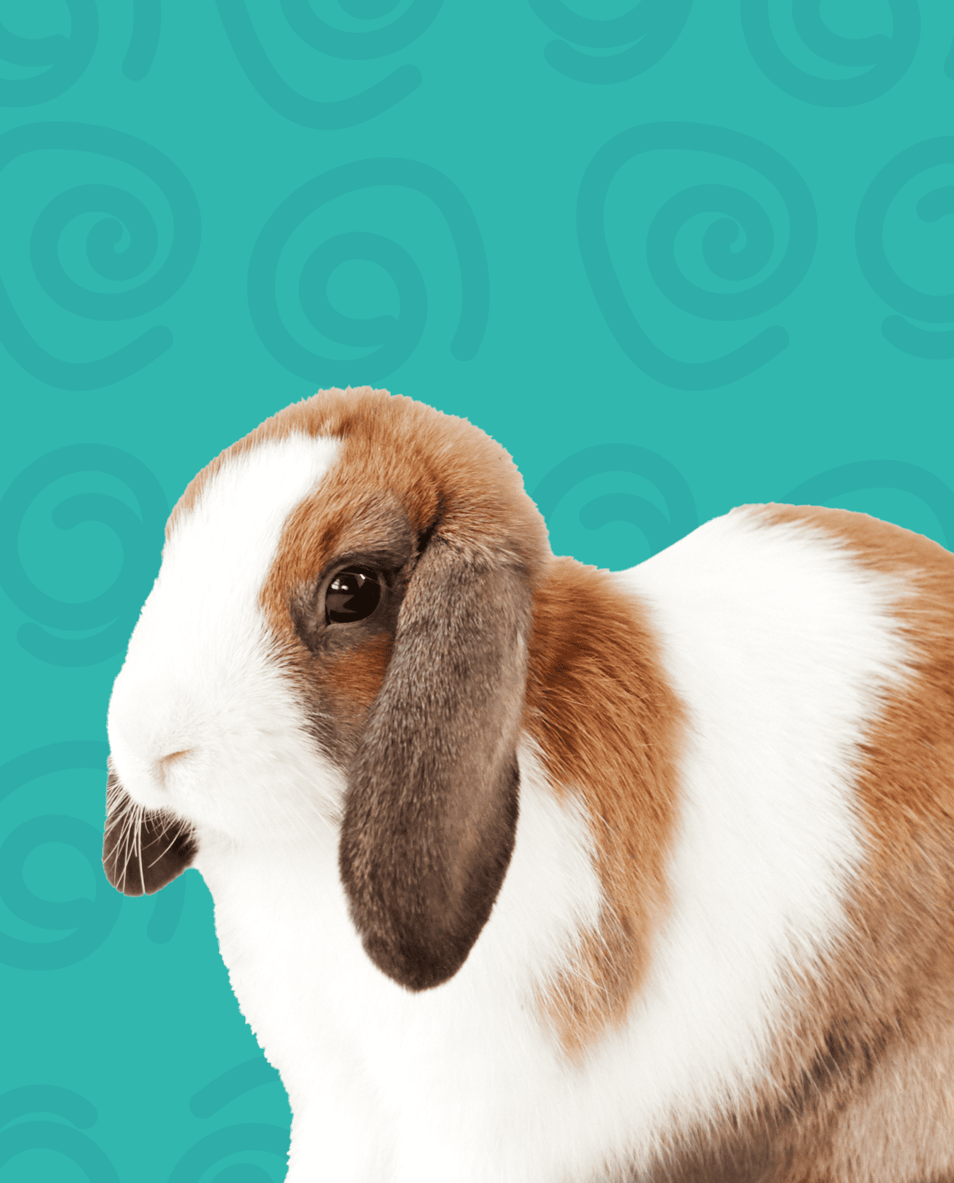pet sitting coelhos Amadora fotos e relatório diário