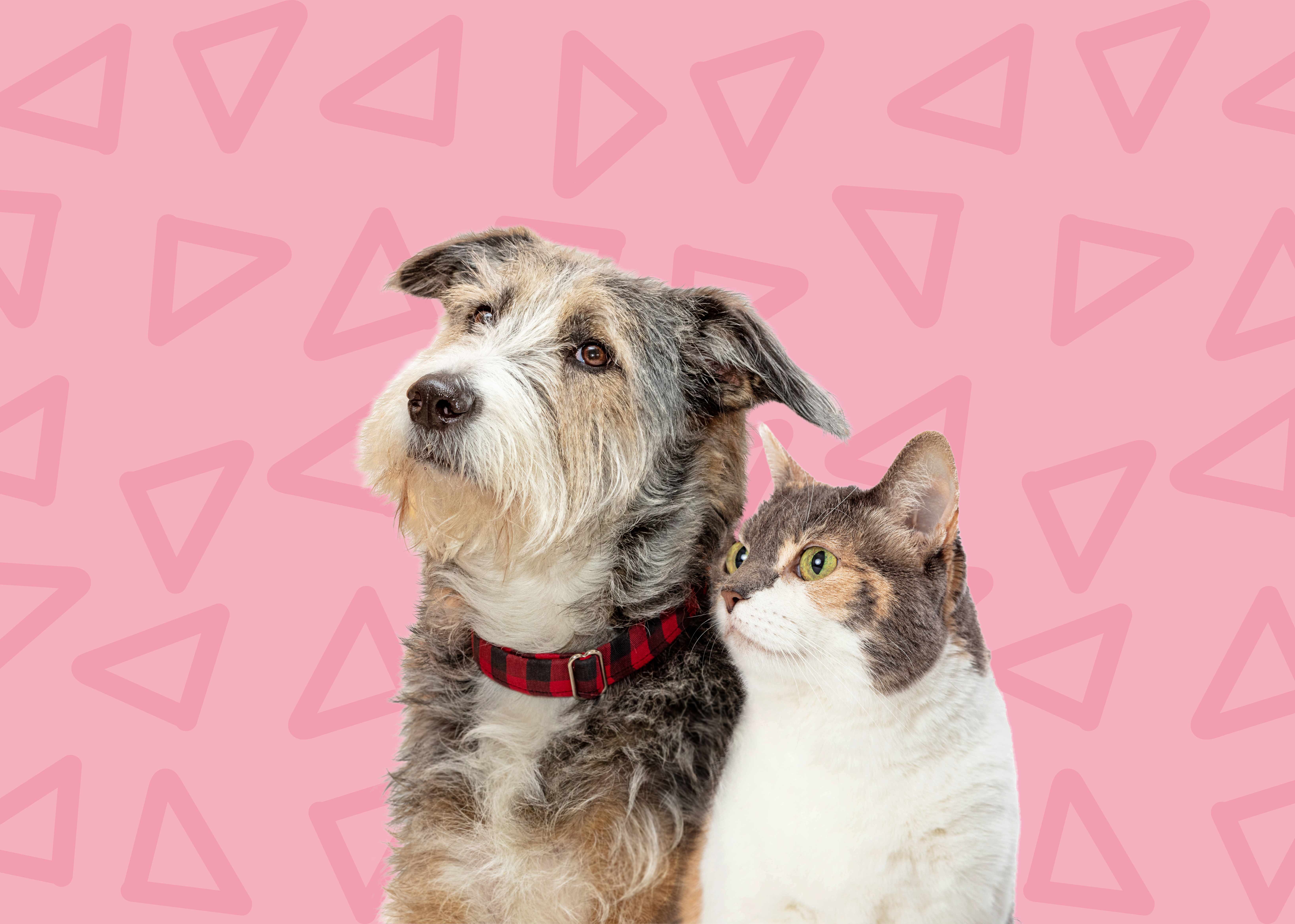 Contactar pet sitter na Amadora para cuidar do seu animal