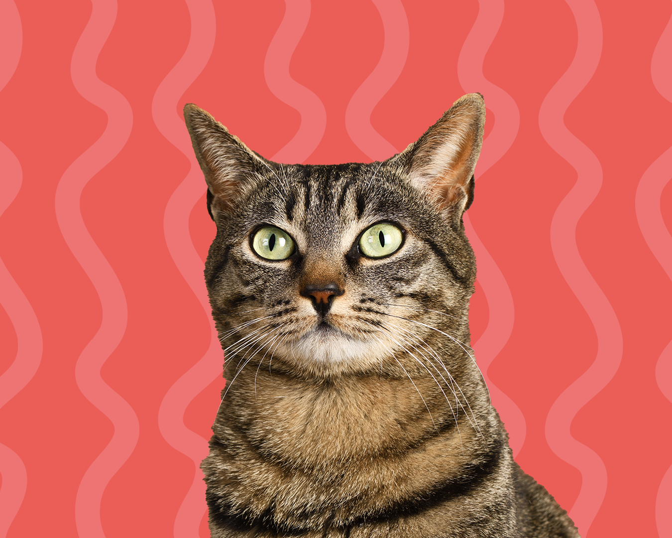 Gato em casa durante visita de pet sitter