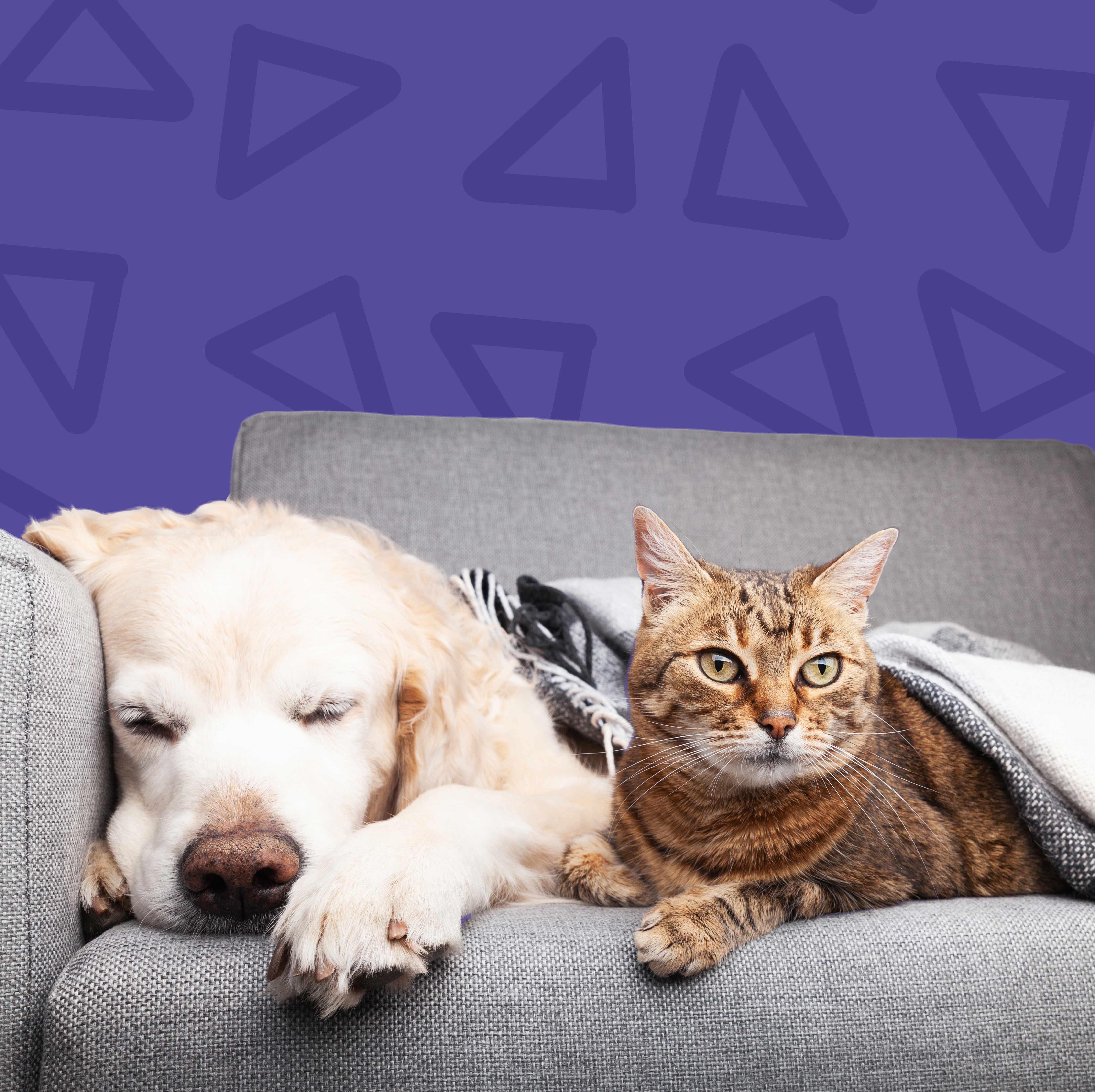 Cão e gato confortáveis em casa durante serviço de pet sitting ao domicílio