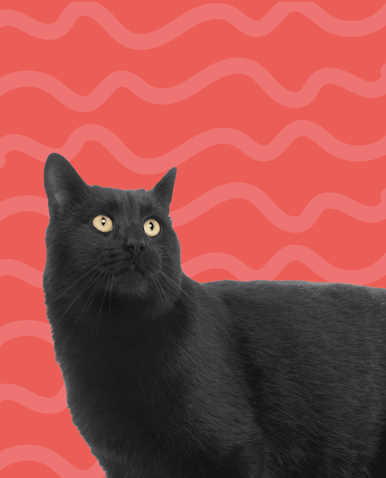 tempo adicional petsitting gatos Amadora permanência extra