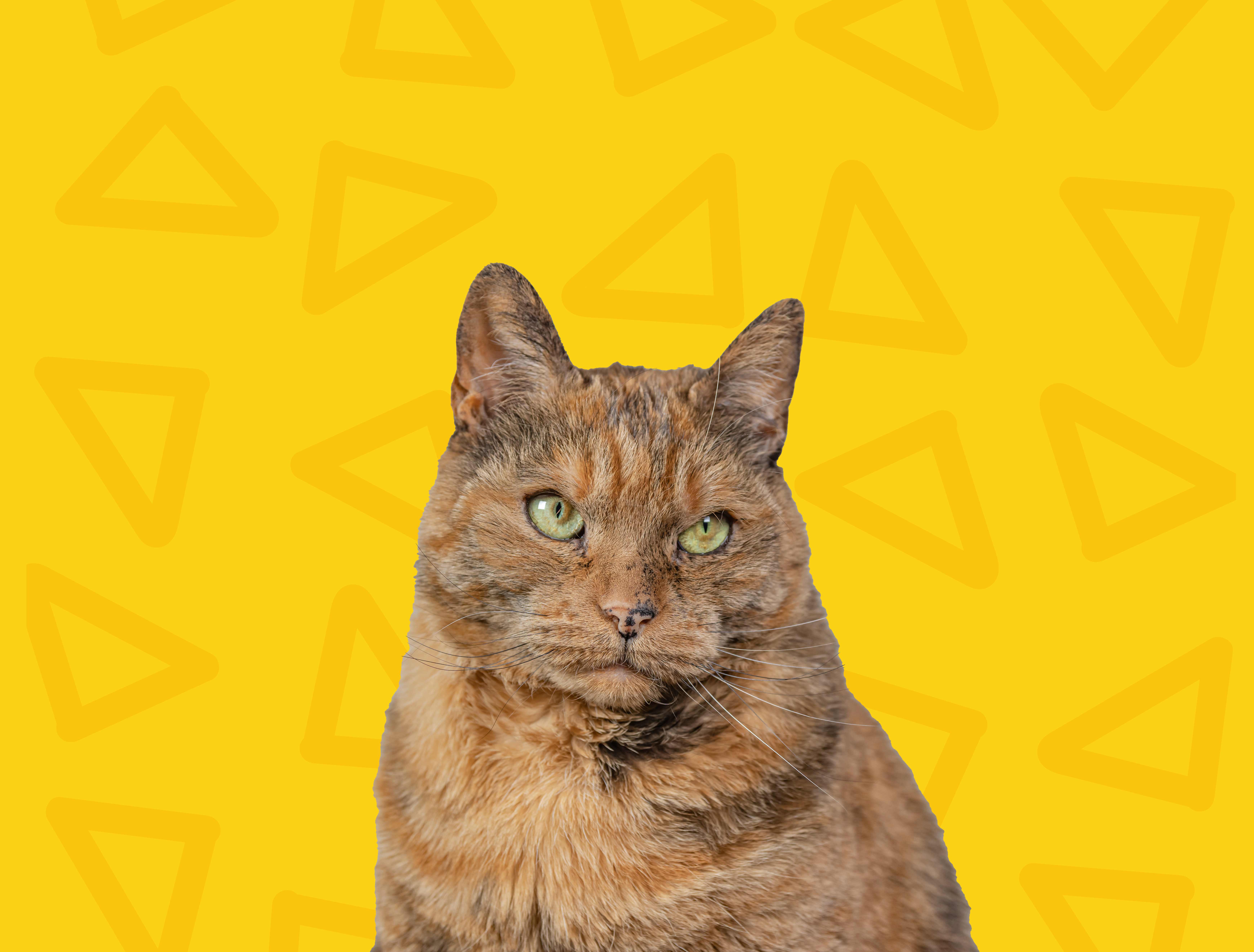 Gato sénior tranquilo durante cuidados personalizados