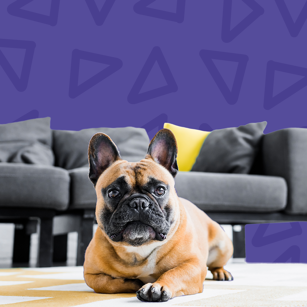 hotel familiar para cães Amadora dentro de casa ambiente calmo