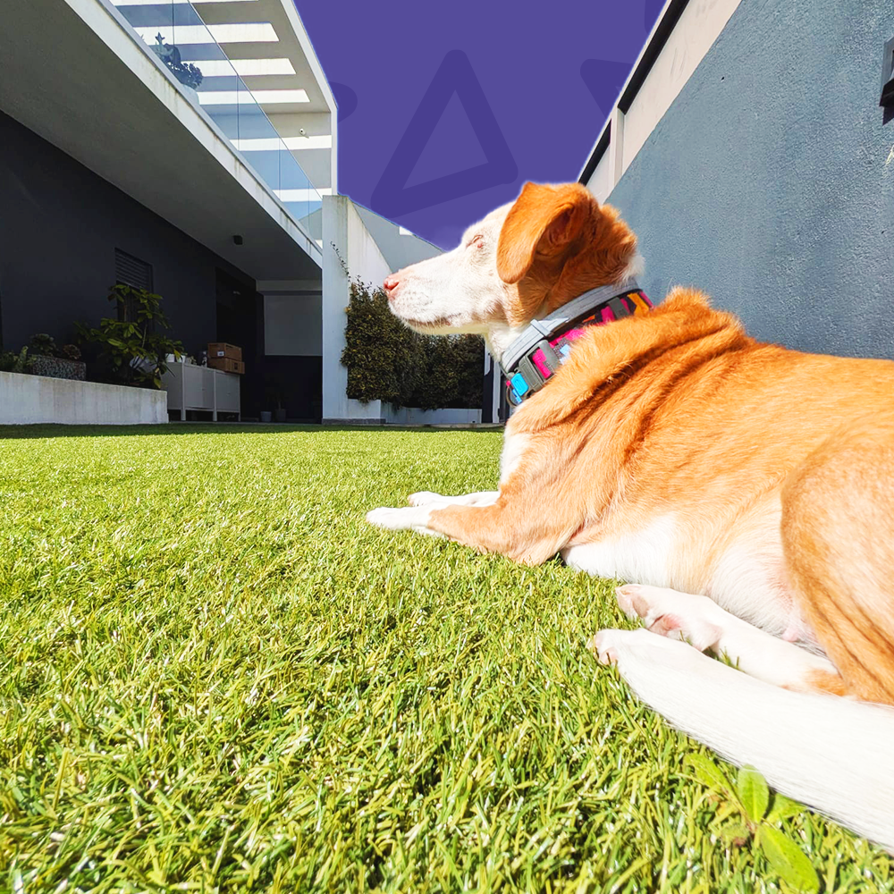 brincadeiras no jardim durante estadia familiar para cães Amadora