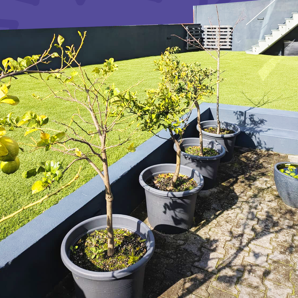 jardim grande e vedado para cães correrem Amadora