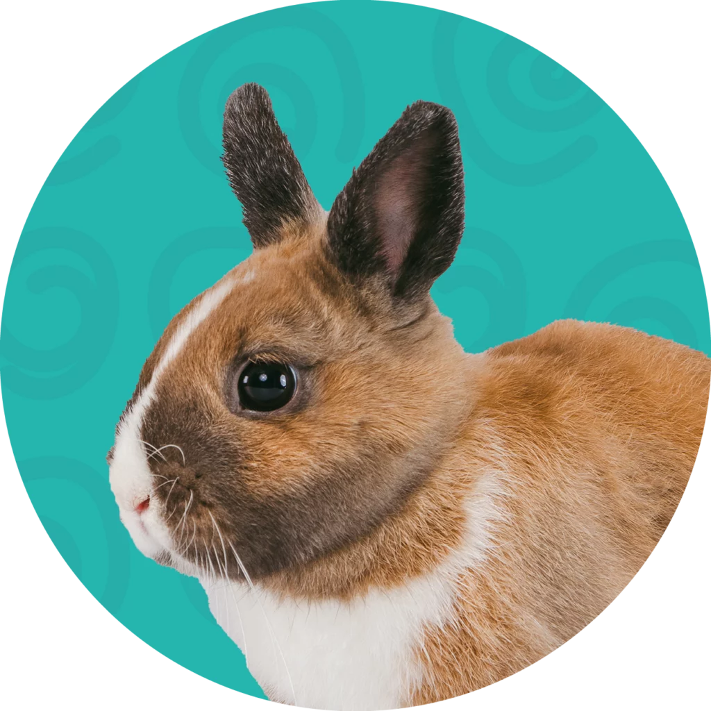Pet sitting ao domicílio para pequenos animais na Amadora