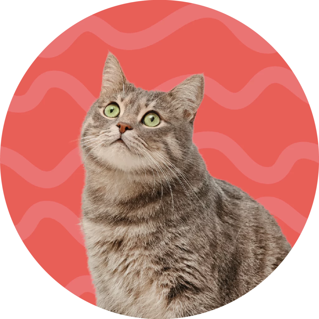 Pet sitting a gatos ao domicílio na Amadora