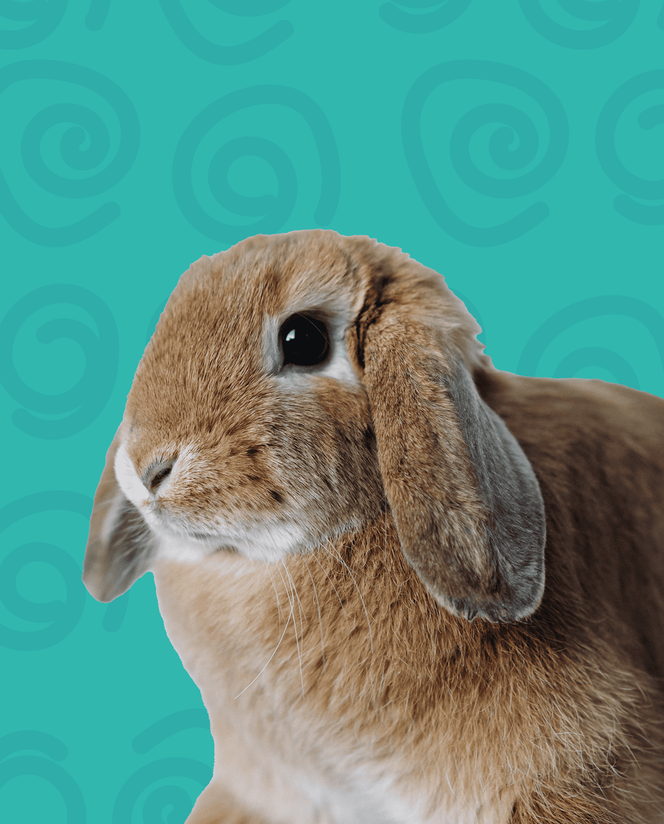 pet sitting coelhos Amadora visita curta ao domicílio