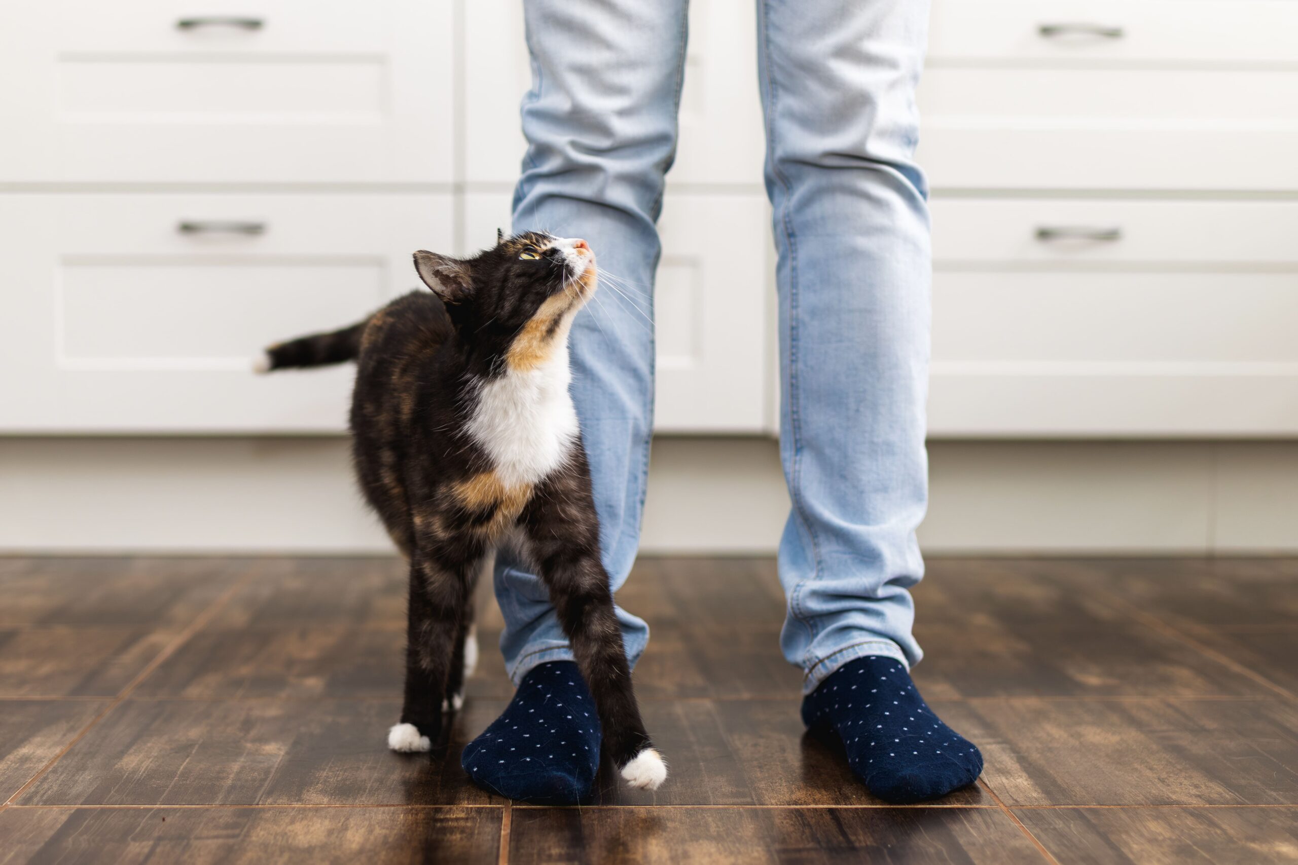 Gato em casa durante visita de pet sitter