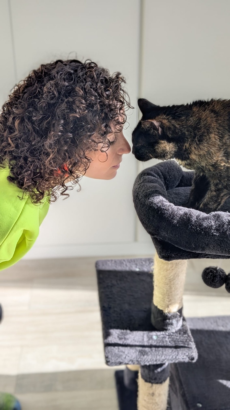 Gato em casa durante visita de pet sitter