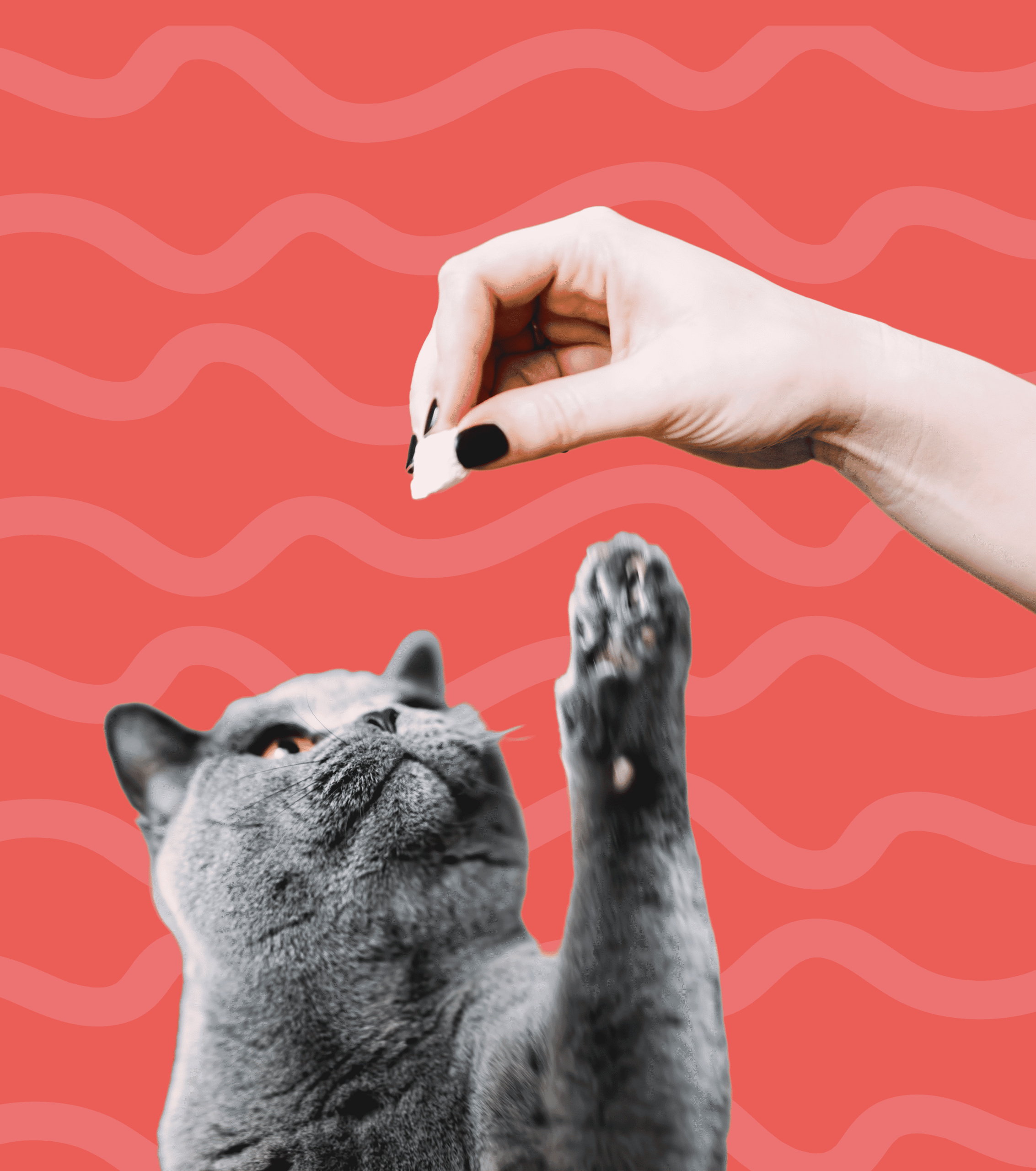 petsitting gatos Amadora visita curta alimentação e companhia